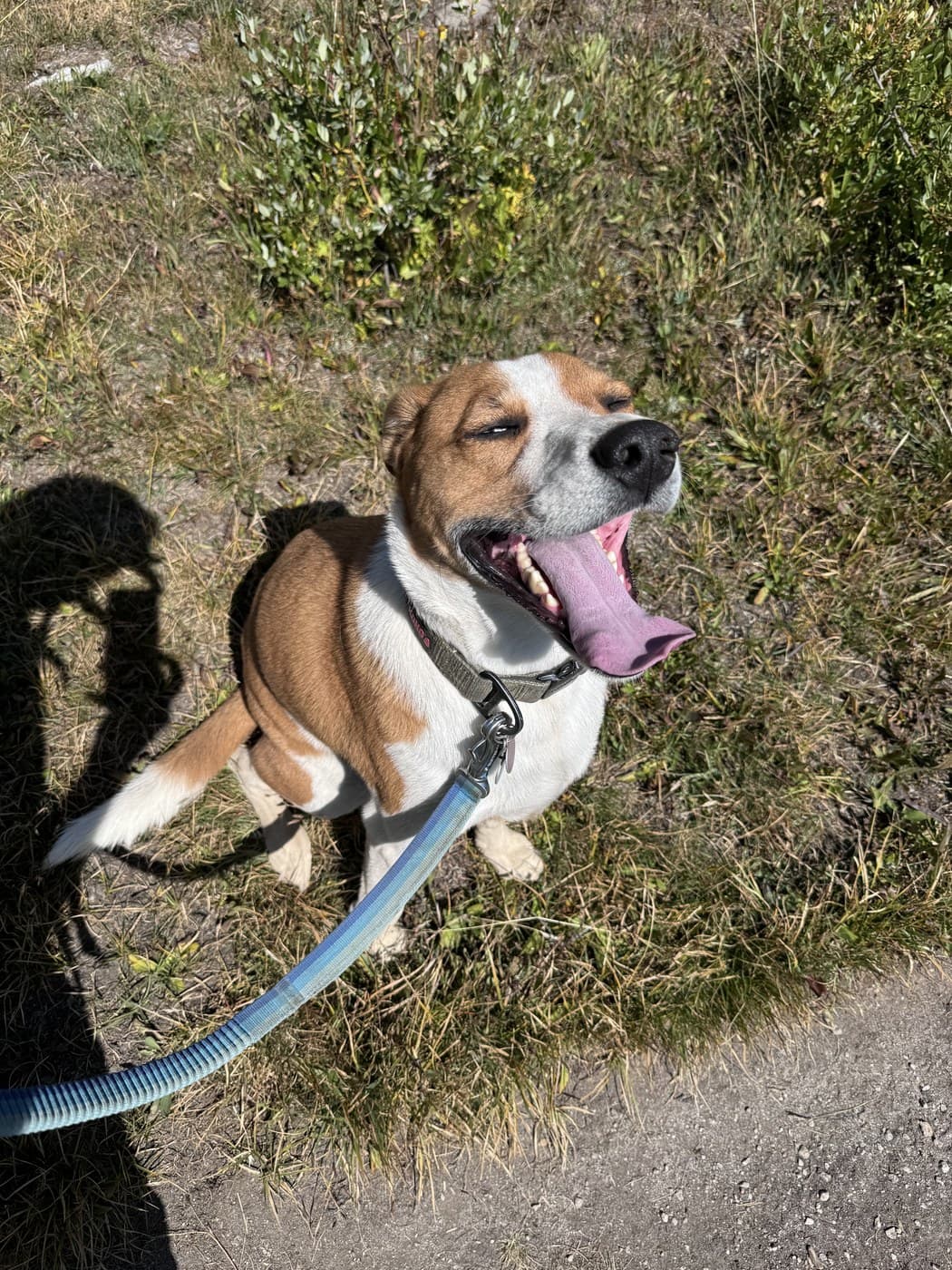 Kinley, the clinic dog